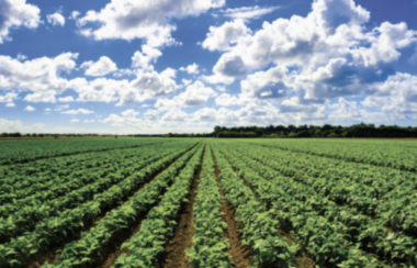 Eli Crane Cheers Federal Cotton Plan Aimed at Struggling Farmers